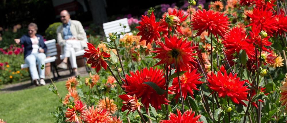 Bei zumeist sonnigem Wetter bei 20 Grad Celsius sitzen Besucher in einer Dahlien-Ausstellung im Britzer Garten in Berlin. 