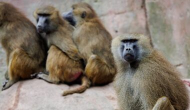 Zoo in Nürnberg bereitet Tötung von Pavianen vor