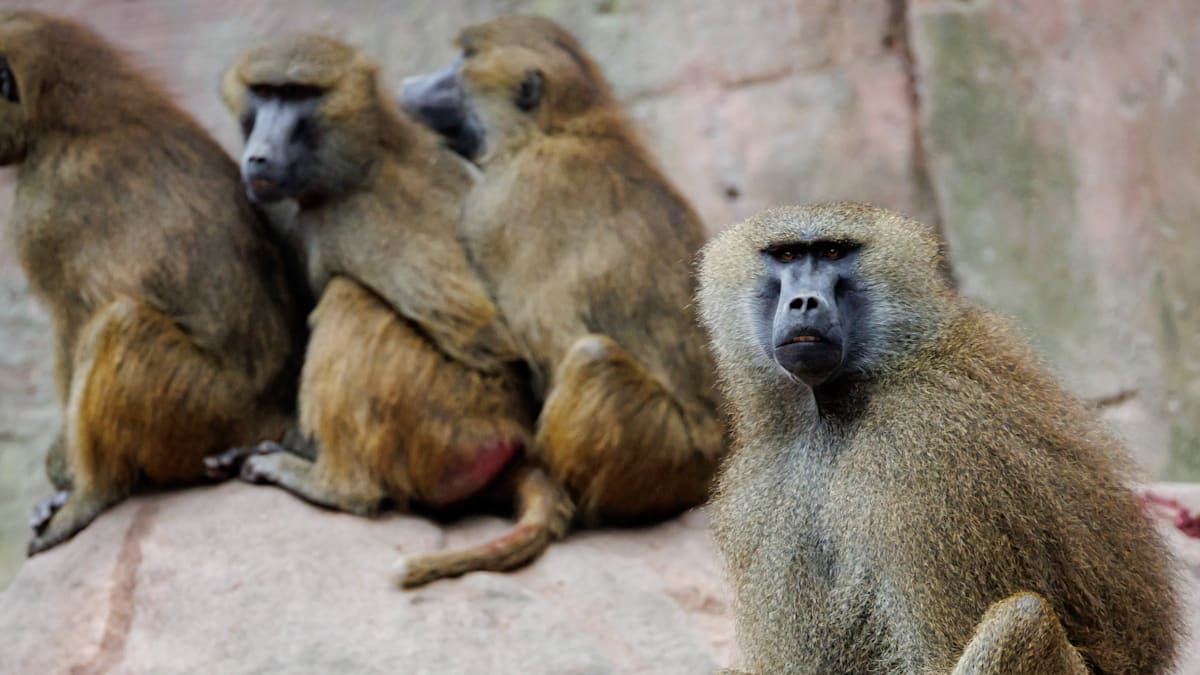 Zoo in Nürnberg bereitet Tötung von Pavianen vor