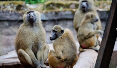 Getötete Paviane sollen an Raubtiere im Tiergarten Nürnberg verfüttert werden