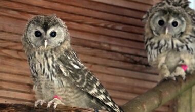 Zoo Leipzig entlässt Habichtskäuze in die Freiheit