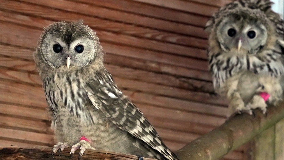 Zoo Leipzig entlässt Habichtskäuze in die Freiheit