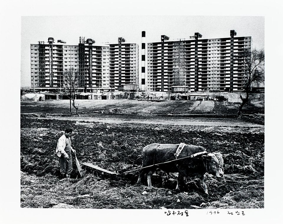 Ochsenpflug vor einem Plattenbau