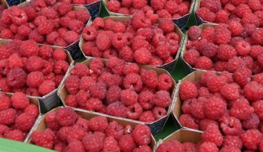 Erdbeeren & Himbeeren pflücken im Landkreis Augsburg – aktuelle Übersicht
