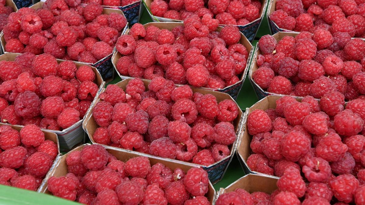 Erdbeeren & Himbeeren pflücken im Landkreis Augsburg – aktuelle Übersicht