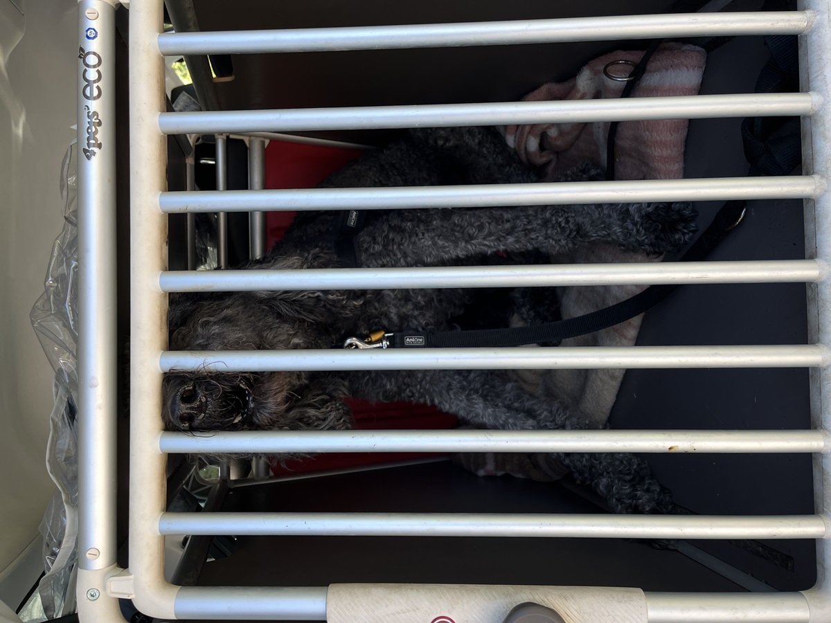 Hund in Essen bei sengender Hitze im Auto gelassen - Passantin reagiert