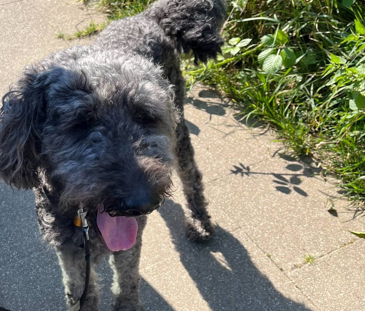 Essen: Polizei befreit Hund aus Auto