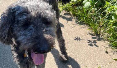 Essen: Polizei befreit Hund aus Auto