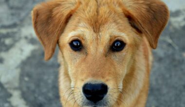 Köln nimmt mehr Geld mit der Hundesteuer ein