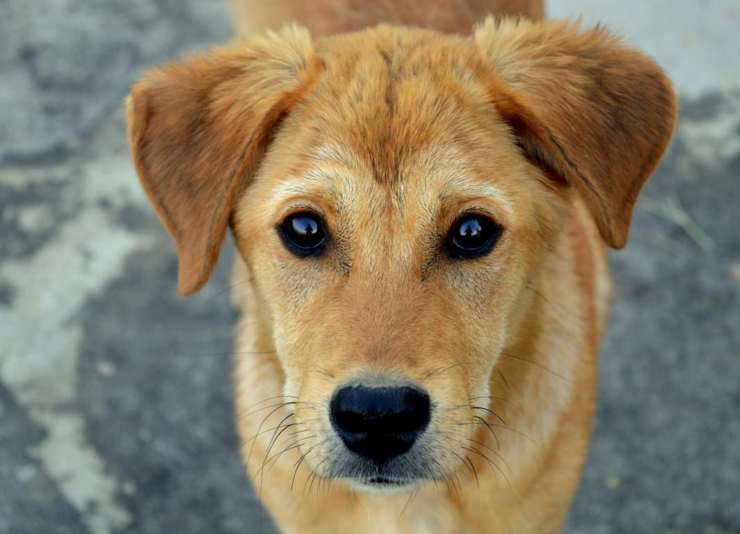 Köln nimmt mehr Geld mit der Hundesteuer ein