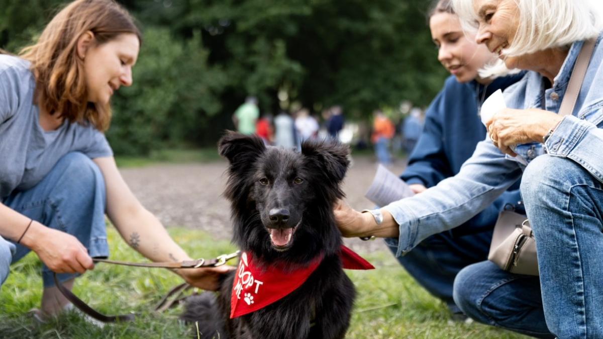 Hunde adoptieren aus dem Tierschutz