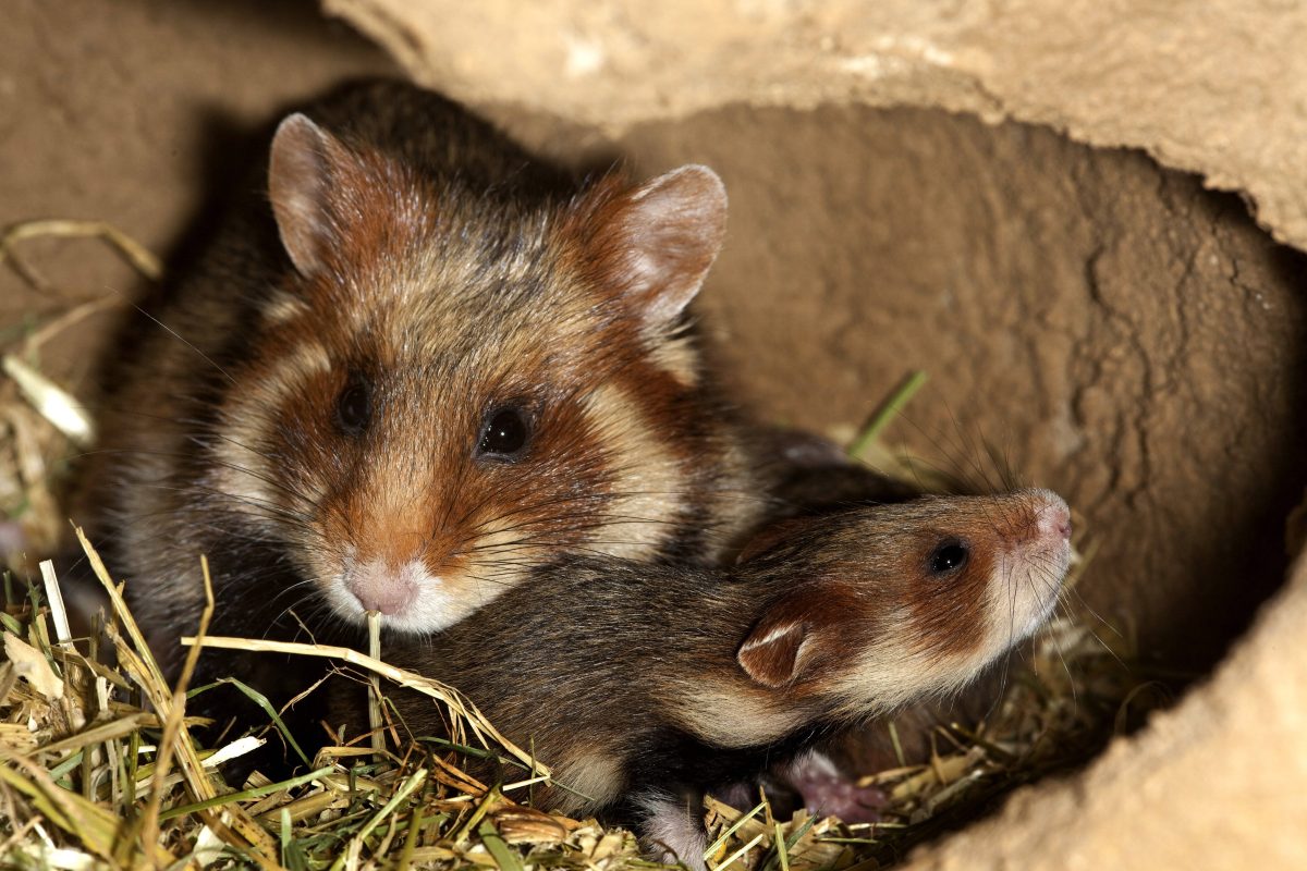 Aufregung im Zoo Leipzig! Auf einmal fehlt ein Mini-Tier