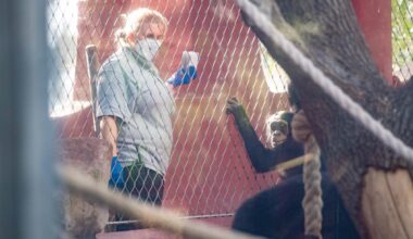 Tierärzte im Zoom Gelsenkirchen - es könnte "unangenehm" werden