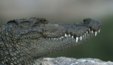 Zoo Leipzig: Hinter den Kulissen geht alles schief! Aus gutem Grund