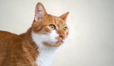 Tierheim Bochum vermittelt bissige Katze – fünf Monate später passiert es