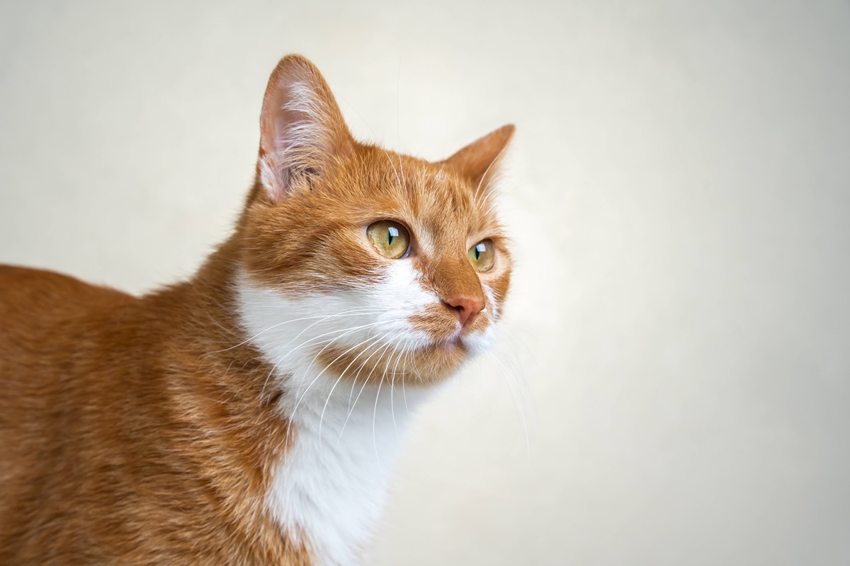 Tierheim Bochum vermittelt bissige Katze – fünf Monate später passiert es