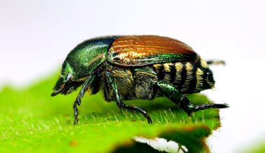Japankäfer: Invasion – Erste deutsche Großstadt erlässt Verbot für Bürger