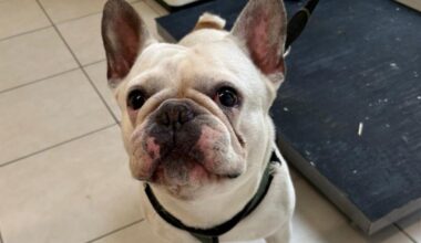 Französische Bulldogge Joca aus dem Tierheim Augsburg sucht ein neues Zuhause