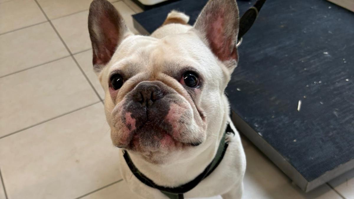 Französische Bulldogge Joca aus dem Tierheim Augsburg sucht ein neues Zuhause