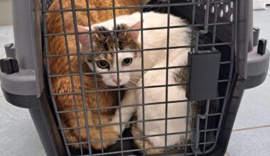 Zwei Kater ohne Futter und Wasser im Spickel ausgesetzt  