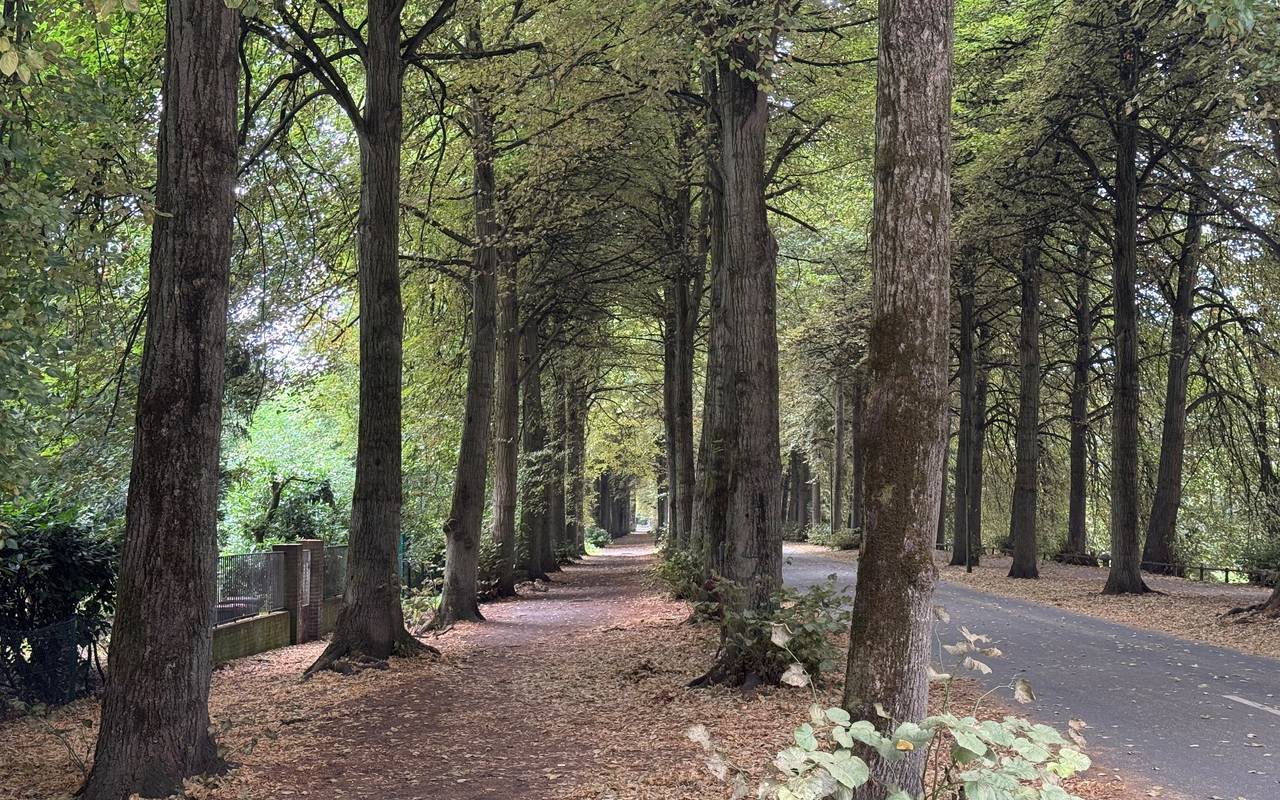 Viele Bäume auf der Promenade haben bereits ihr Laub verloren.