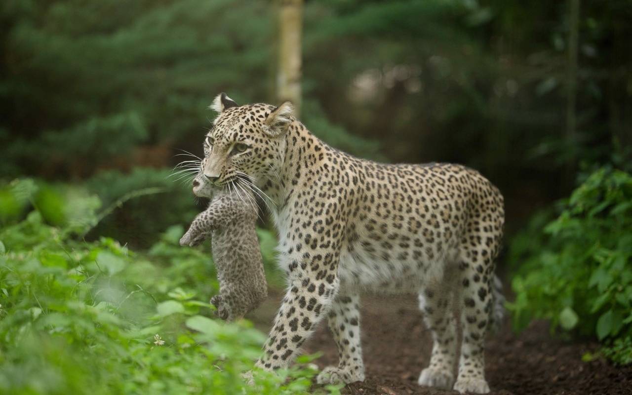 Mama "Nahla" trägt ihren Leoparden-Nachwuchs durch die Anlage des Allwetterzoo Münster.