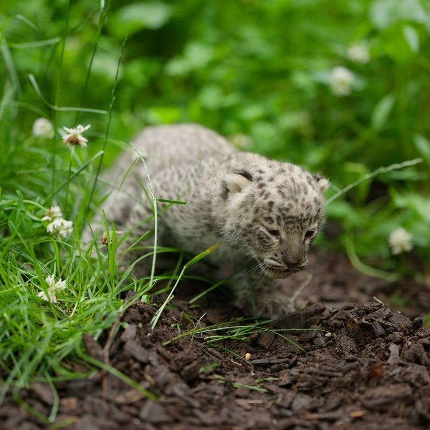 Nachwuchs bei den Leoparden - Antenne Münster
