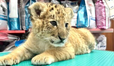 Das seltene Hybrid Liger wurde Mitte Mai 2025 im Zoo von Zaharesti, nahe der Stadt Suceava, im Nordosten Rumäniens geboren