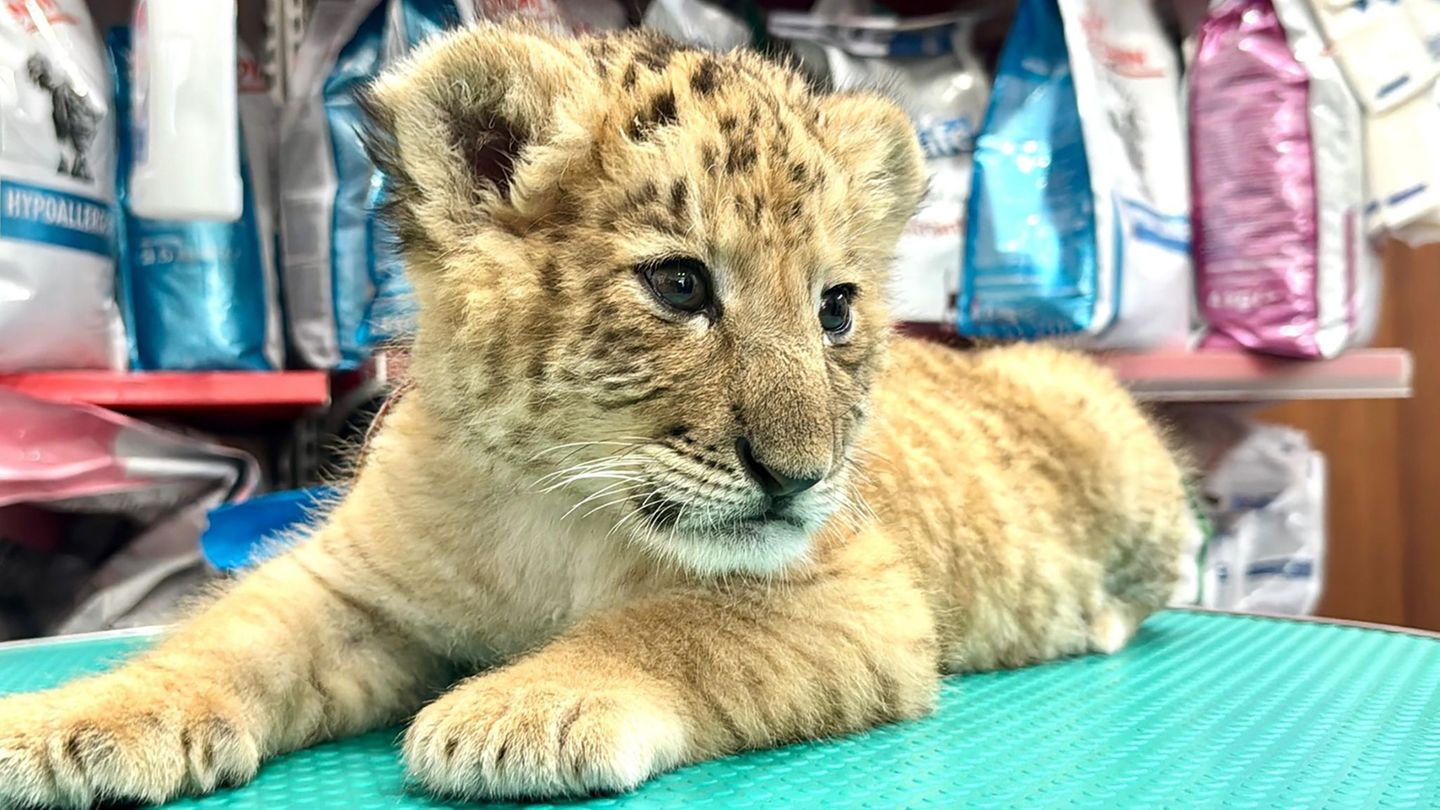 Das seltene Hybrid Liger wurde Mitte Mai 2025 im Zoo von Zaharesti, nahe der Stadt Suceava, im Nordosten Rumäniens geboren