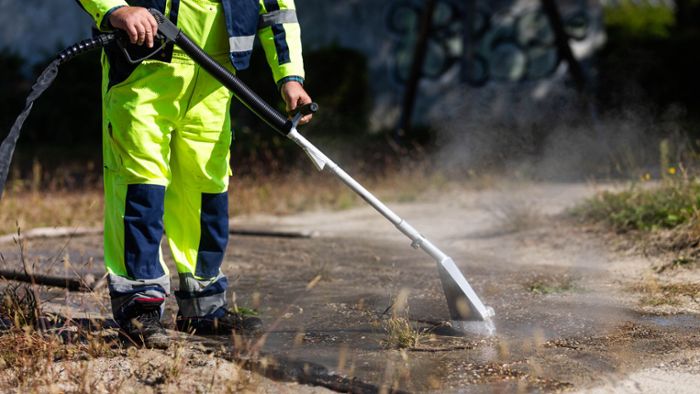 Karlsruhe: Weitere invasive Ameisenart im Südwesten unterwegs