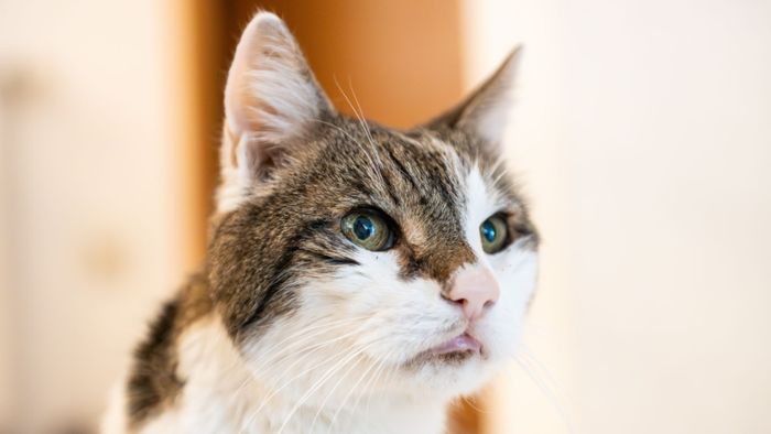 Ruhr-Universität Bochum: Katzenvideos für die Forschung gesucht