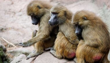 Die Gruppe der Guinea-Paviane ist auf 45 Tiere angewachsen und damit zu groß für das Gehege.