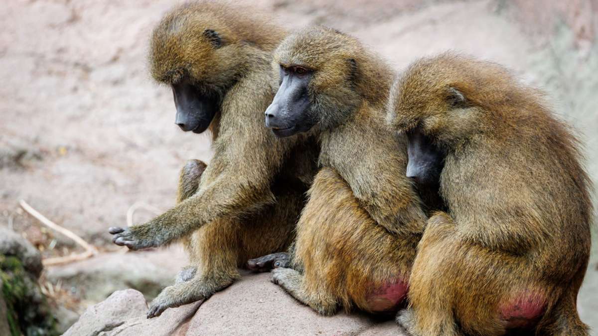 Die Gruppe der Guinea-Paviane ist auf 45 Tiere angewachsen und damit zu groß für das Gehege.