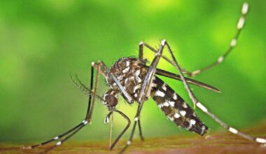 Chikungunyafieber in Strasbourg: Tropenkrankheit: Infektion in Stuttgart möglich?