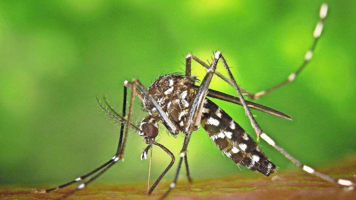 Chikungunyafieber in Strasbourg: Tropenkrankheit: Infektion in Stuttgart möglich?