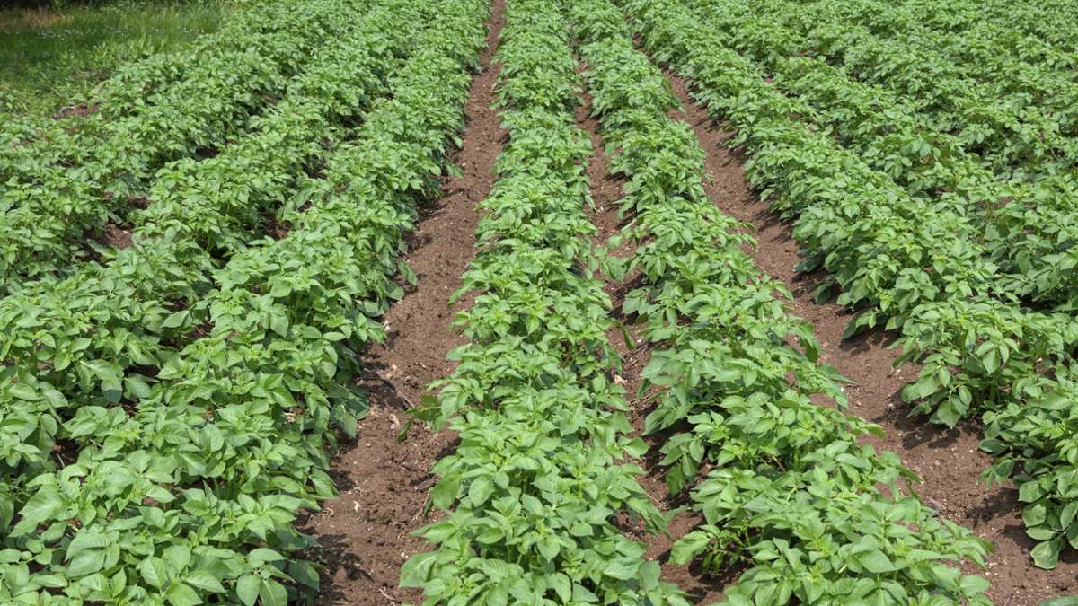 Experten aus Karlsruhe warnen: Warum eine Kartoffelkrankheit nicht unterschätzt werden darf
