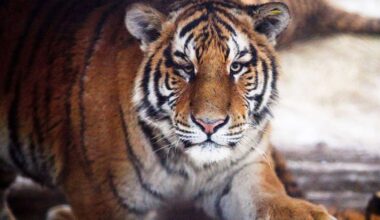 Amurtigeranlage: Wann werden die sibirischen Tiger zu sehen sein?