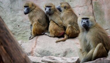 Nürnberg: Geplante Affen-Tötungen: Tierschützer ketten sich im Zoo an - Bayern