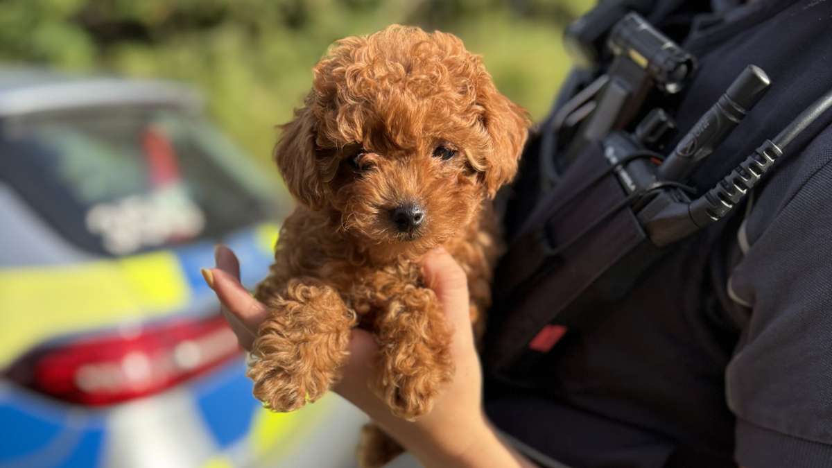 A81 bei Stuttgart: Zoll stoppt illegalen Welpentransport - Hündin gerettet