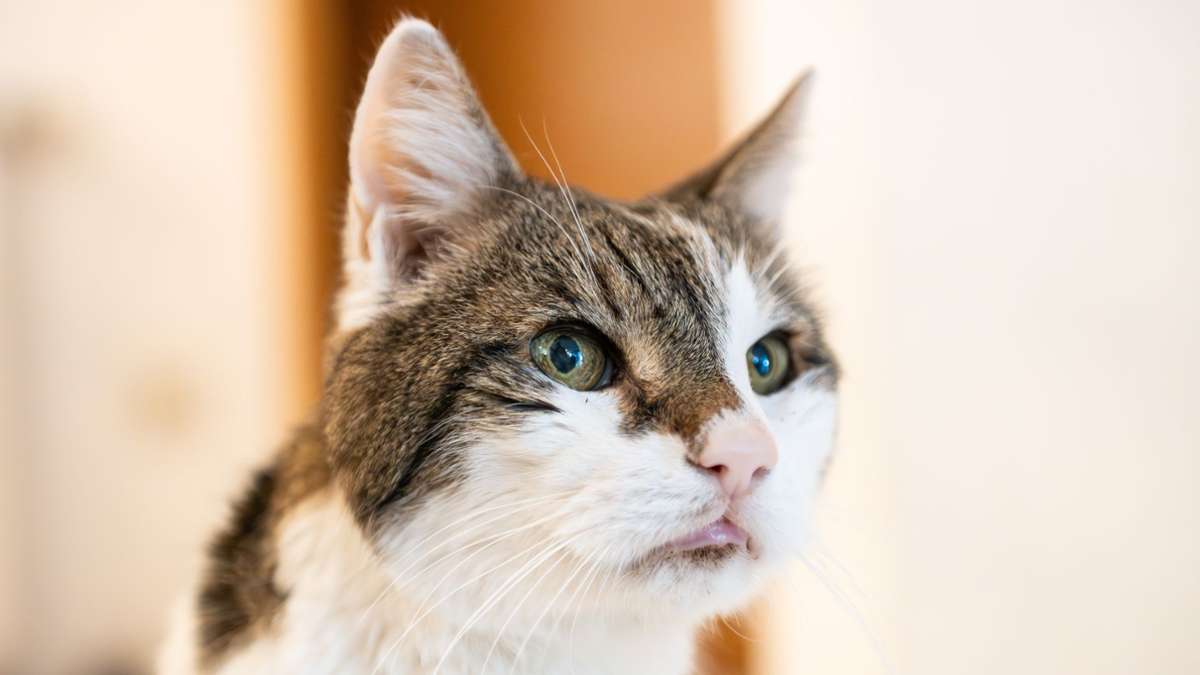 Ruhr-Universität Bochum: Katzenvideos für die Forschung gesucht - Panorama