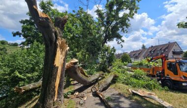Stuttgart-Münster: Baum stürzt um – Radweg gesperrt