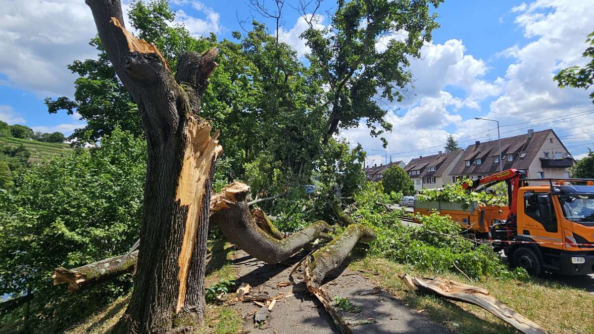 Stuttgart-Münster: Baum stürzt um – Radweg gesperrt