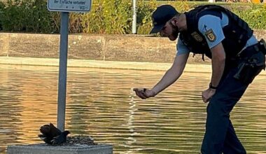 Tierische Rettung in Stuttgart: Polizist „watschelt“ durch Eckensee: Küken mit Enten-Mama vereint