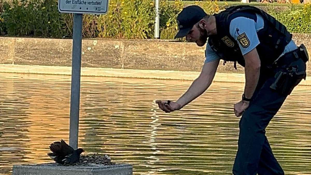 Tierische Rettung in Stuttgart: Polizist „watschelt“ durch Eckensee: Küken mit Enten-Mama vereint