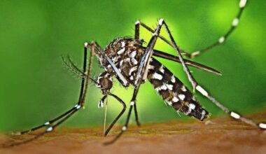 Tigermücke überträgt erstmals Chikungunya im Elsass