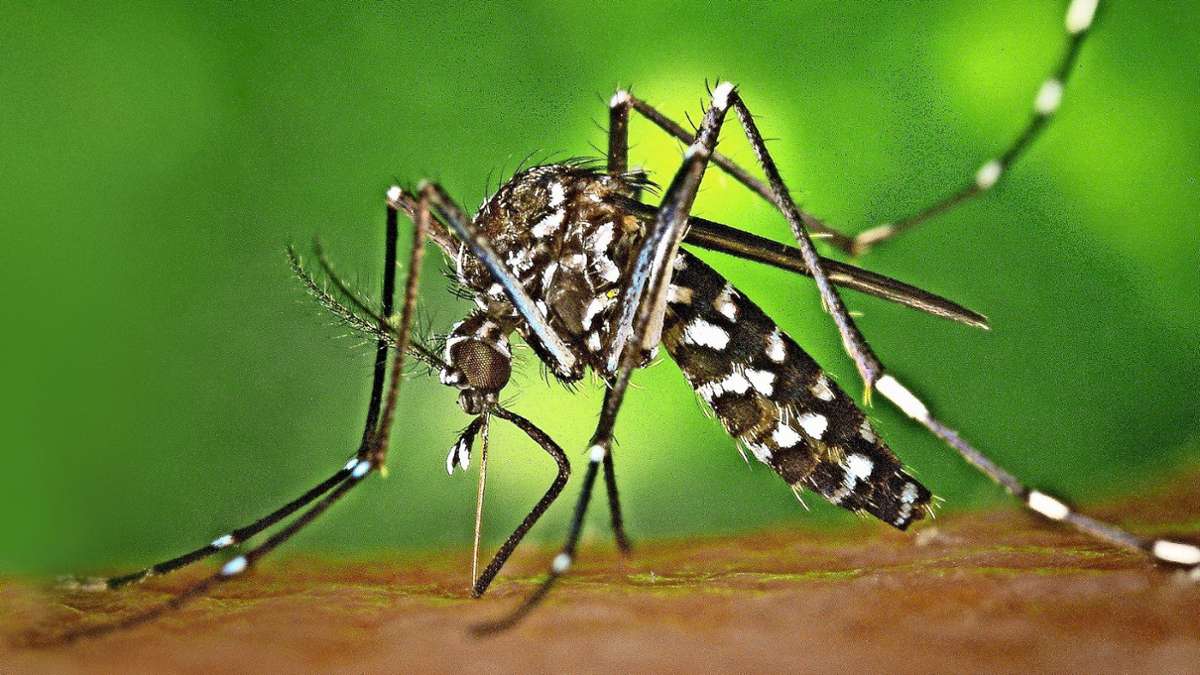 Tigermücke überträgt erstmals Chikungunya im Elsass