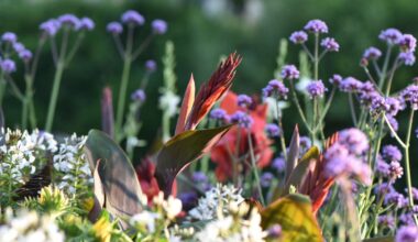 Fotowettbewerb: Gartenschau in Freudenstadt und Baiersbronn - die schönsten Bilder im Juni - Freudenstadt & Umgebung