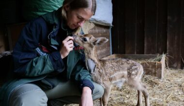 Dieser junge Hirsch wurde in der Spandauer Sturmnacht geboren