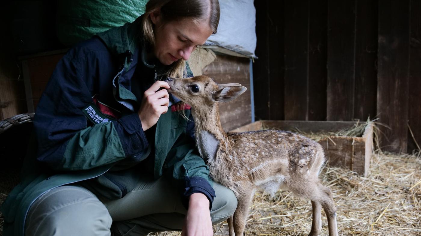Dieser junge Hirsch wurde in der Spandauer Sturmnacht geboren