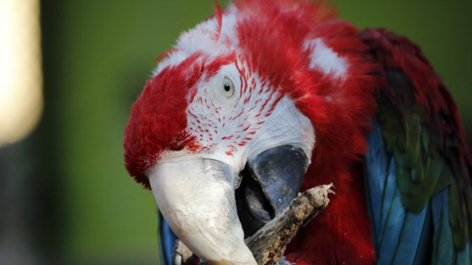 Papgei Ara